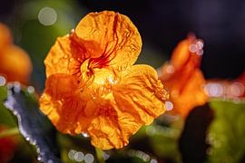 Oriental Cherry by Rob Boon