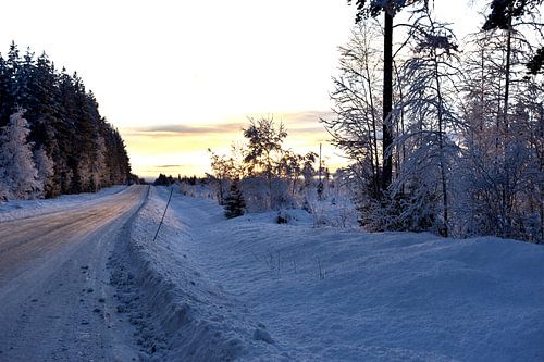 Bos bij weinig zonlicht
