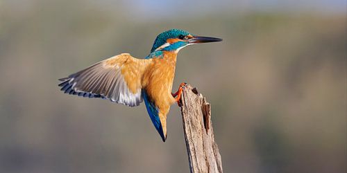 IJsvogel - Incoming!