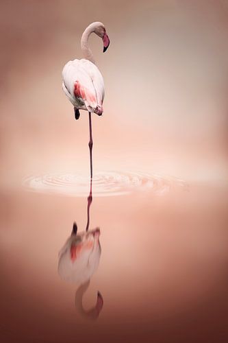 Flamingo reflection