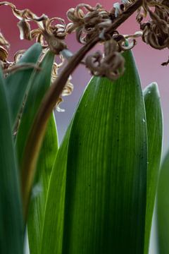 Planten leven van Melany Lampe