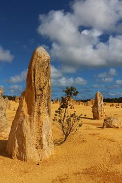 Pinnacles in Nambung National Park, West-Australië van Ines Porada