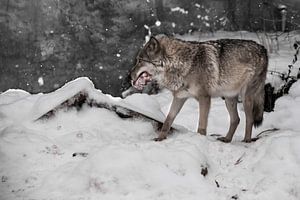 Ein Wolf auf einem Hintergrund aus Schnee mit einem Stück Fleisch, ein Raubtier im Winter.