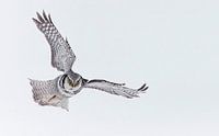 Vliegende Sperweruil  (Surnia ulula) van Beschermingswerk voor aan uw muur thumbnail