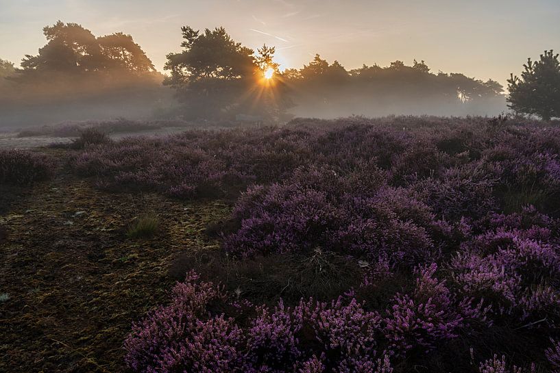Sunrise on the heath by arie oversier