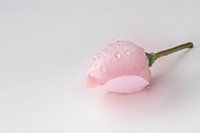 wet rose