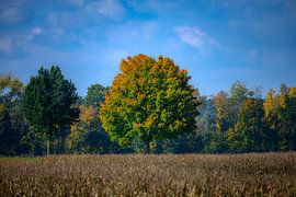 Paysage d'automne avec des feuilles multicolores à Schrobenhausen
