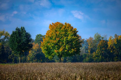 Paysage d'automne avec des feuilles multicolores à Schrobenhausen