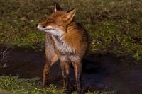 Vos genieten van het zonnetje