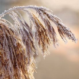 Frostiges Schild im zarten Licht des Morgens von Christina Bauer Photos