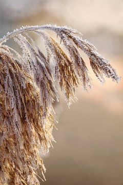 Frosty sign in the delicate light of morning by Christina Bauer Photos
