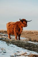 schottischer Highlander