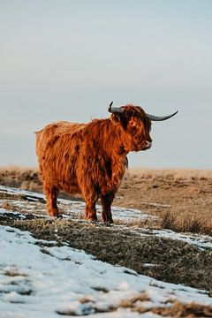 Schotse hooglander van Jietske Donders