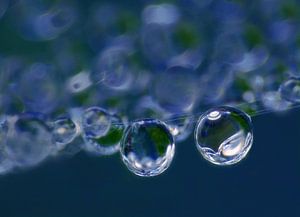 Blauer Regen (zwei Tropfen in Marineblau)