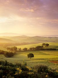 Enkele boom bij zonsopgang, Toscane, Italië van Markus Lange