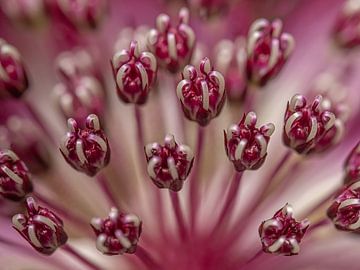 Fuchsia roze: Het hart van een Zeeuws Knoopje  (Astrantia Major) van Marjolijn van den Berg