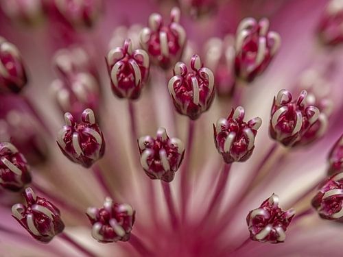 Fuchsia roze: Het hart van een Zeeuws Knoopje  (Astrantia Major)