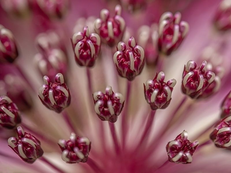 Fuchsia pink: The heart of a Zeeuws Knoopje (Astrantia Major) by Marjolijn van den Berg