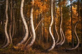 The curved aspens II by Martin Podt