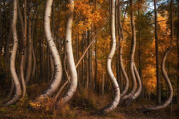 The curved aspens II by Martin Podt