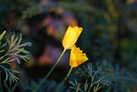 Goudsbloem