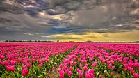 Hollands tulpenveld met oude windmolen van eric van der eijk thumbnail