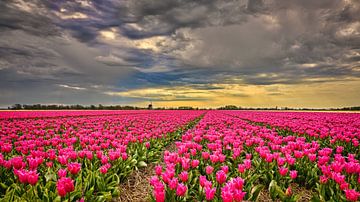 Hollands tulpenveld met oude windmolen
