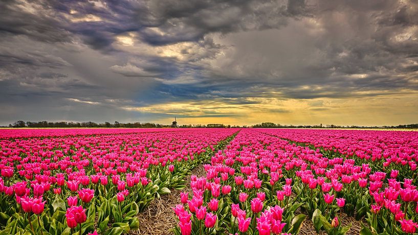 Hollands tulpenveld met oude windmolen van eric van der eijk