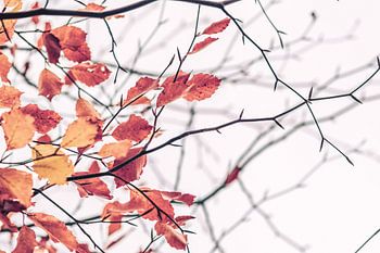 Golden autumn leaves
