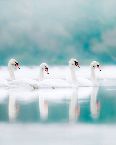 Winterreflectie op het Zwanenmeer 2 van Maneschijn FOTO