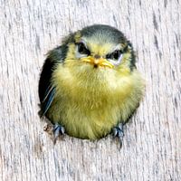 Pimpelmeesje - eerste blik in de wereld