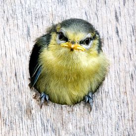 Blue tit - first glimpse into the world by Remke Spijkers