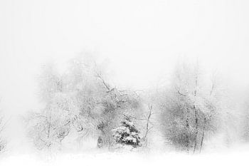 WINTER' ,Bäume im Nebel. Schwarz-Weiß-Fotografie.