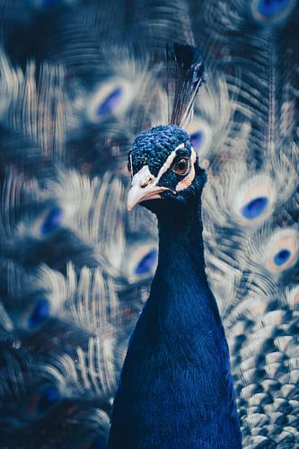 Die Eleganz des Pfaues – Schönheit in voller Pracht von Thorsten Güttes / 25pictures
