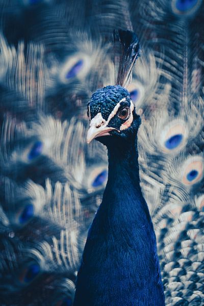 The elegance of the peacock - beauty in all its splendour by Thorsten Güttes / 25pictures