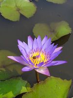 Lila Lotus met insect