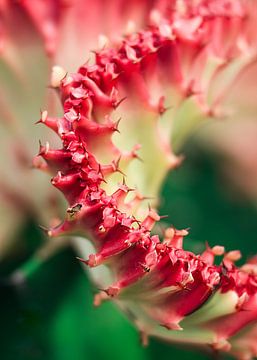Kreis geformt Kaktus mit einem roten Top und scharfen Spitzen von Tony Vingerhoets
