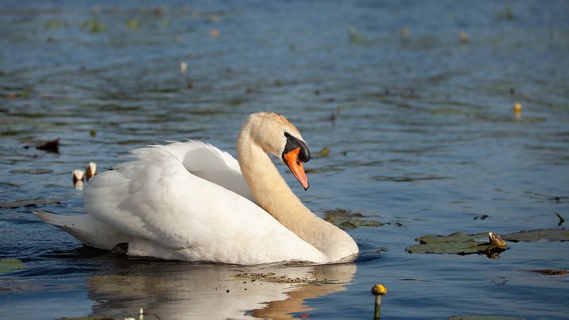 Cygne par Corrie Post