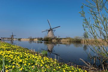 Hollandse molen in Kinderdijk met mooie gele bloemen van Patrick Verhoef