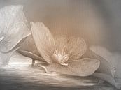 Hortensienblüte beige - Fantasielandschaft von Edeltraut K. Schlichting Miniaturansicht