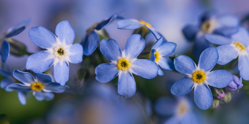 A panorama of blue Myosotis in a row by Marjolijn van den Berg
