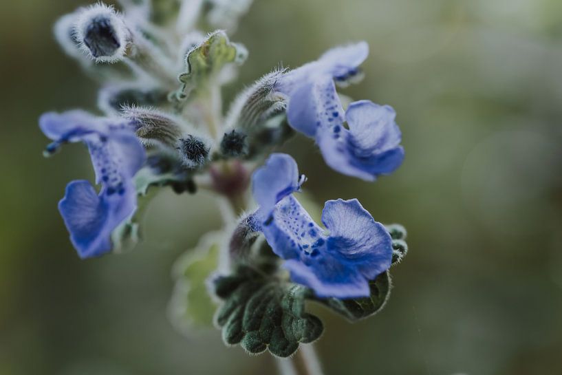 Mint by Martina Weidner