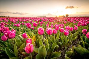 Felder der blühenden roten Tulpen während des Sonnenuntergangs in Holland