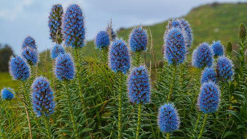 Madeira - Blauw bloeiende bloemen genaamd de trots van madeira op groene weide natuur landschap panorama