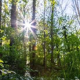 Eine Frühlingssonne, die durch die Bäume in den Limburger Hügeln scheint von Kim Willems