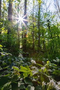 Eine Frühlingssonne, die durch die Bäume in den Limburger Hügeln scheint von Kim Willems