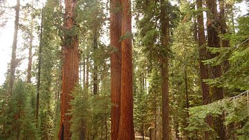'Redwoods', Californië  van Martine Joanne