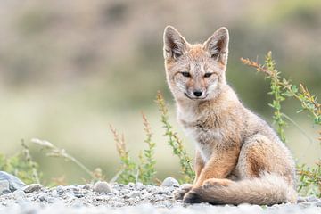 South-American Grey Fox sits back and relax by RobJansenphotography