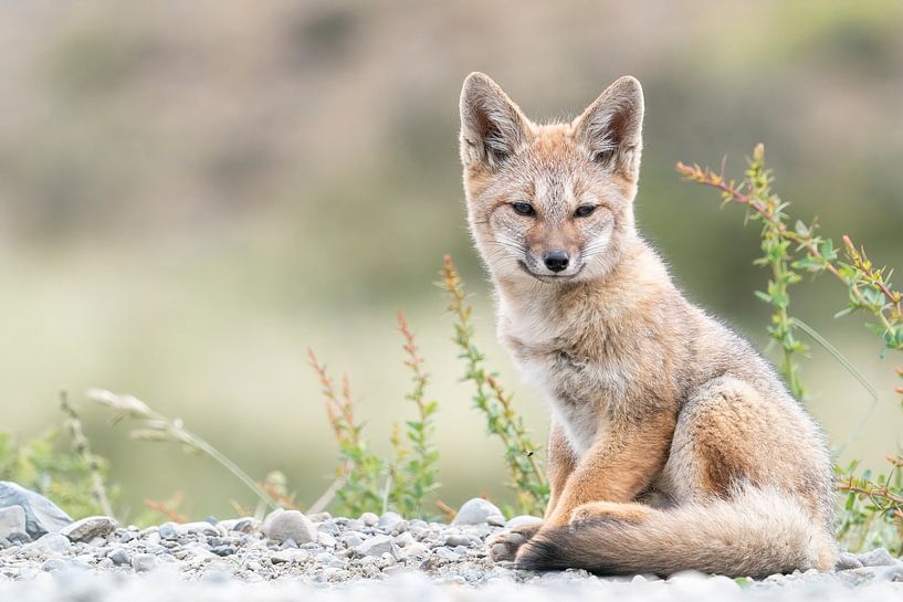 Südamerikanischer Graufuchs lehnt sich zurück und genießt eine gute Zeit von RobJansenphotography
