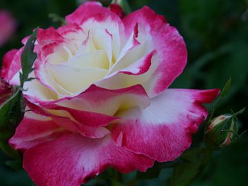 Kers Parfait Rose van Christiane Schulze